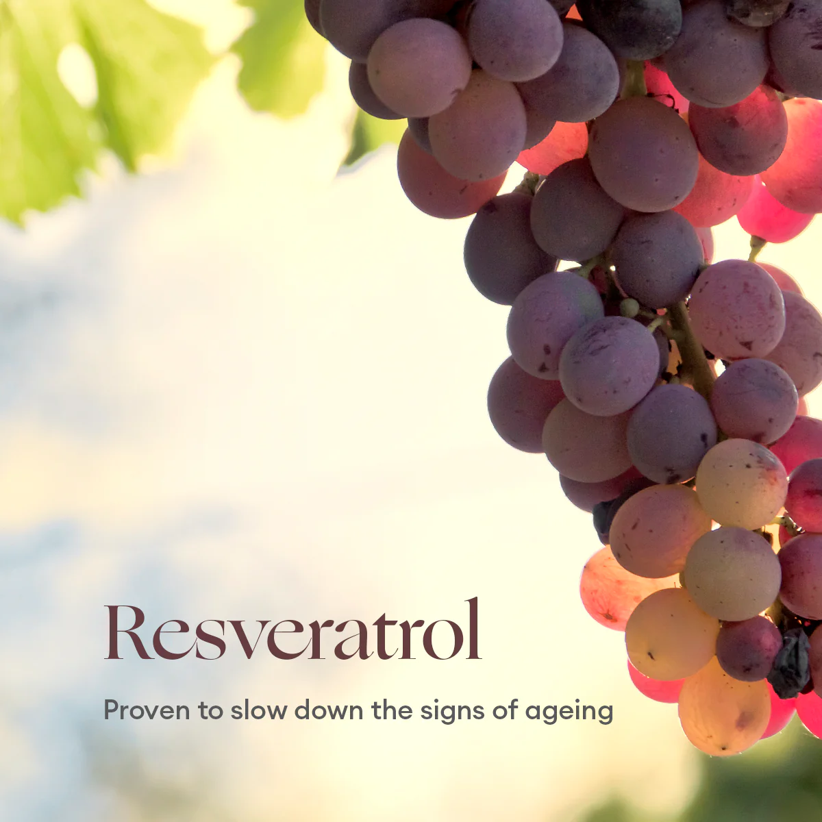 Phytofuse Renew Resveratrol Nachtcrème - Image 7